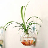 Terrarium suspendu au mur vase à fleurs en verre